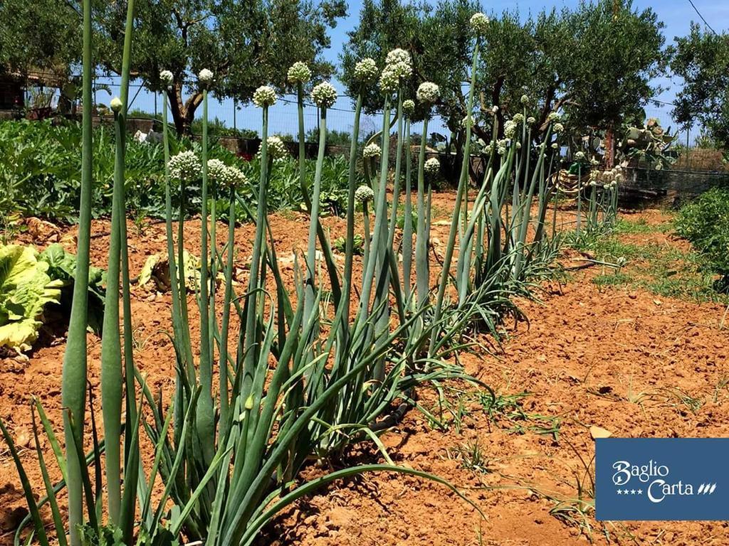 Azienda Agrituristica Baglio Carta 巴莱斯特拉泰 外观 照片